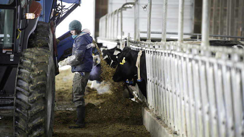 Student feeding dairy cows